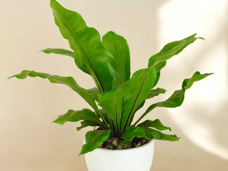 Bird's Nest Fern